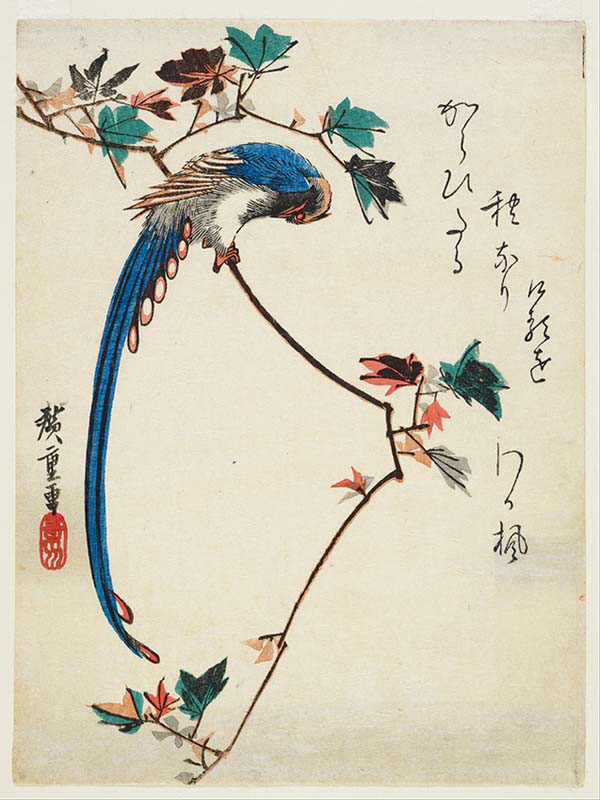 Blue Magpie on Maple Branch